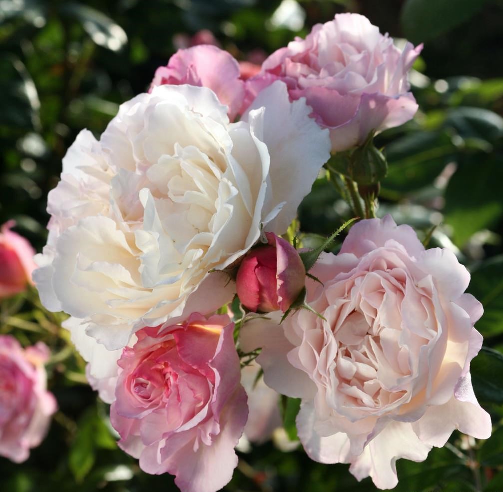 Роза парковая Геркулес